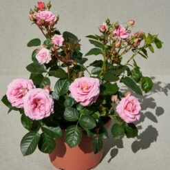 'Palace Tabor' Patio Shrub Rose -Bloom And Harvest Tabor Palace Poulpal104 N 3