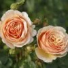 'Tropicana' Hybrid Tea Rose -Bloom And Harvest Tropicana 4
