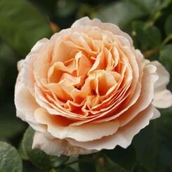 'Tropicana' Hybrid Tea Rose -Bloom And Harvest Tropicana 6