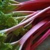 'Champagne' Rhubarb Plant -Bloom And Harvest VEG0172 1