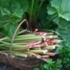 'Goliath' Rhubarb Plant -Bloom And Harvest VEG0173 1