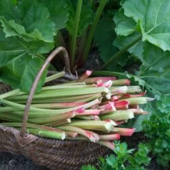 Full Season Rhubarb Collection 10 Full Season Rhubarb Collection -Bloom And Harvest VEG0173 1 aa876d4d ee75 42cd 851d 43a214dc5cb2