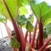 'Timperley Early' Rhubarb Plant -Bloom And Harvest VEG0183 1