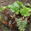 'Victoria' Rhubarb Plant -Bloom And Harvest VEG0187 1