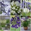 Stately Agapanthus Collection -Bloom And Harvest agapanthus collection 1