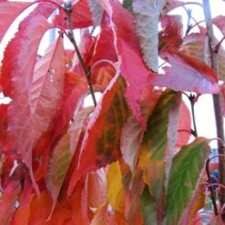 Flagpole Cherry Blossom Tree | Prunus Amanogawa -Bloom And Harvest amanogawaautumn