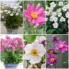 Ultimate Anemone Collection -Bloom And Harvest anemonecollection 1 dbf970b0 bb30 4954 8a78 9fc6e798ce38