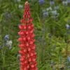 Lupin West Country Beefeater -Bloom And Harvest beefeater 1