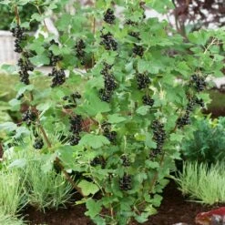 Big Ben Blackcurrant Bush -Bloom And Harvest bigben 2