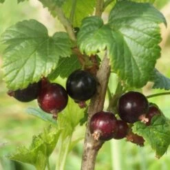 Big Ben Blackcurrant Bush -Bloom And Harvest bigben 3