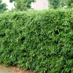 Green Bamboo | Phyllostachys Bisettii -Bloom And Harvest bissetiibamboo 2