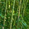Green Bamboo | Phyllostachys Bisettii -Bloom And Harvest bissetiibamboo 4