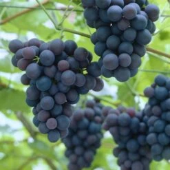'Black Hamburgh' Indoor Grape Vine -Bloom And Harvest black hamburg