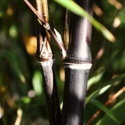 Black Bamboo | Phyllostachys Nigra -Bloom And Harvest blackbamboo 1