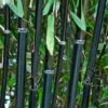 Black Bamboo | Phyllostachys Nigra -Bloom And Harvest blackbamboo 3