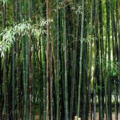 Black Bamboo | Phyllostachys Nigra -Bloom And Harvest blackbamboo 5