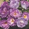 'Blue For You' Floribunda Rose -Bloom And Harvest blue for you 5f65d5ba 4434 4eea 9ca7 9a61a7d1dca7