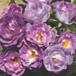 'Blue For You' Floribunda Rose