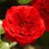 'Deep Love' Climbing Rose -Bloom And Harvest blwa00409 deep love
