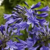 Agapanthus 'Stardust' | 3L -Bloom And Harvest blwa00712 393f783e 0954 4f25 a78a 908e6d141987
