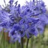 Agapanthus 'Star Quality' | 3L -Bloom And Harvest blwa00713 ed5e55e1 c312 4816 b701 a18a638c3005