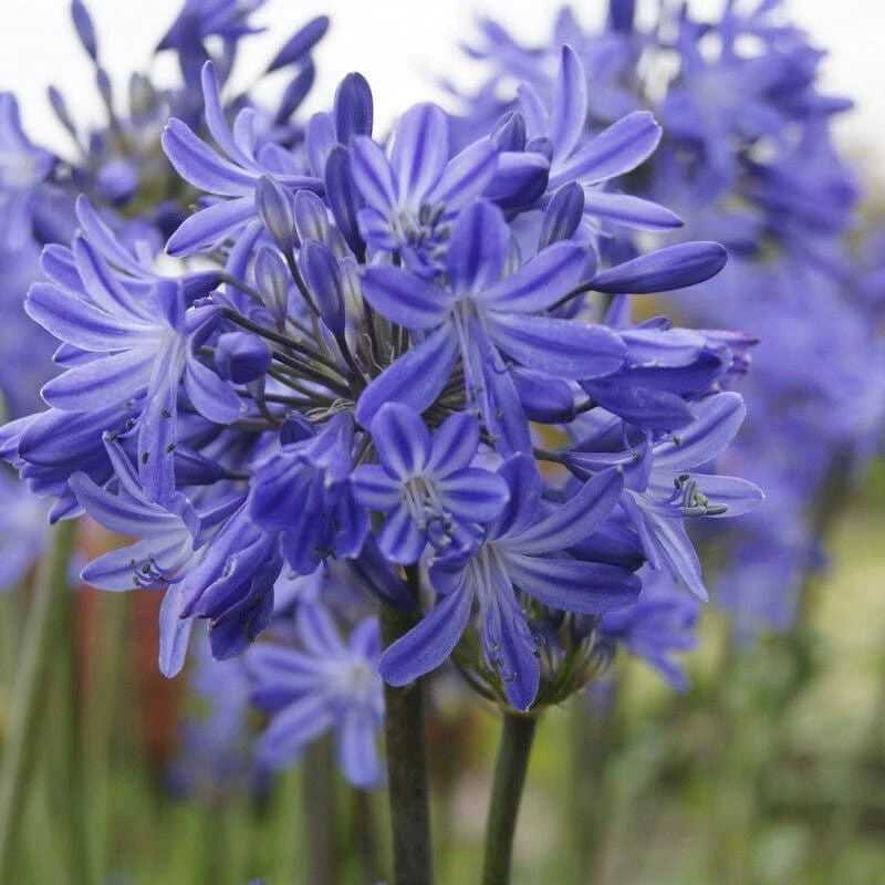 Agapanthus 'Star Quality' | 3L 2 Agapanthus 'Star Quality' | 3L