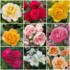 Shrub Rose Collection | Roses For The Border -Bloom And Harvest borderroses 1
