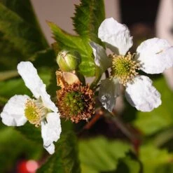 Boysenberry Bush | Rubus -Bloom And Harvest boysenberry 4