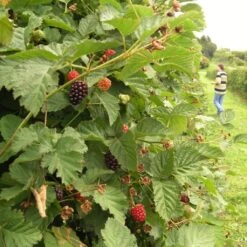 Boysenberry Bush | Rubus -Bloom And Harvest boysenberry 5