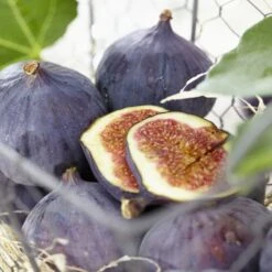 UK Hardy Fig Tree | 'Brown Turkey' 10 UK Hardy Fig Tree | 'Brown Turkey' -Bloom And Harvest brownturkeyfigs