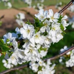 Lapins 'Cherokee' Cherry Tree -Bloom And Harvest cherry add2 a2fc864d 547e 4548 a898 7fe1f34a69fa