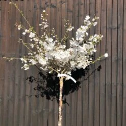 The Bride Cherry Blossom Tree | Prunus Incisa