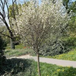 Lapins 'Cherokee' Cherry Tree -Bloom And Harvest cherrytree21 1