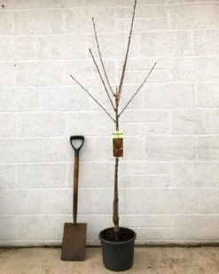 'Van' Cherry Tree -Bloom And Harvest cherryvanpotted