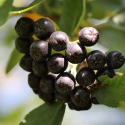 Unusual Berry Collection 12 Unusual Berry Collection -Bloom And Harvest chokeberries