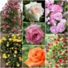 Repeat Flowering Climbing Rose Collection -Bloom And Harvest climbingroses 1