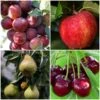 Complete Orchard Collection | Apple, Cherry, Pear, Plum Trees -Bloom And Harvest complete orchard