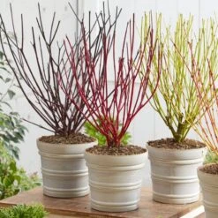 Best Value Cornus Collection | Winter Hedging 17 Best Value Cornus Collection | Winter Hedging -Bloom And Harvest cornuscollection 2
