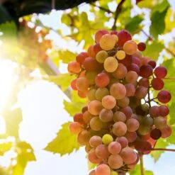 'Crimson Seedless' Grape Vine -Bloom And Harvest crimson seedless