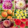 Premium Dahlia Plants Collection -Bloom And Harvest dahlia collection 1