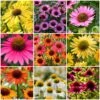 Ultimate Echinacea Collection -Bloom And Harvest echinaceacollection 1 b8bfb8da 79a0 4af7 b3c6 a74122684fa6