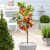 'Ecolette' Patio Apple Tree | 4.5L Pot -Bloom And Harvest ecolette1
