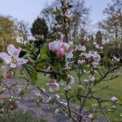 Egremont Russet Apple Tree Dwarfing Rootstock -Bloom And Harvest egremontRussetblossom 1b9a7f1e 6c63 4140 8944 6e61df219470