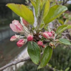 Egremont Russet Apple Tree Dwarfing Rootstock -Bloom And Harvest egremontrussetblossom