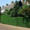Fast Growing Evergreen Hedging Wildlife Mix | Growers' Choice -Bloom And Harvest elbo14556 hedging