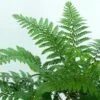 Makino's Holly Fern | Polystichum Makinoi -Bloom And Harvest elbo38935