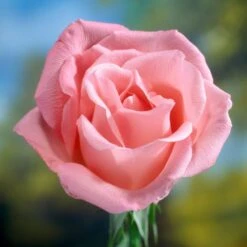 'Saphir' Shrub Rose 8 'Saphir' Shrub Rose -Bloom And Harvest elbo58827 saphir