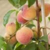 Avalon Pride Peach Tree -Bloom And Harvest elbo59874
