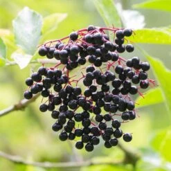 Best Mixed Native Wildlife Hedging | Growers' Choice 16 Best Mixed Native Wildlife Hedging | Growers' Choice -Bloom And Harvest elderberry SHR0256 e670855f 782d 4eb9 96dc 812685d53493