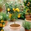 'Eureka' Patio Lemon Tree | 4 Seasons Lemon -Bloom And Harvest eurekapot